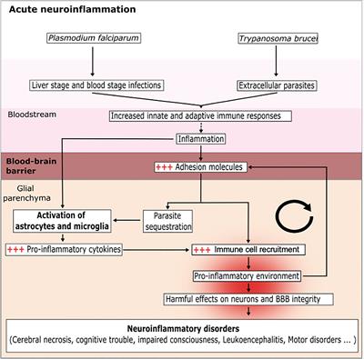 Parasite infections, neuroinflammation, and potential contributions of gut microbiota